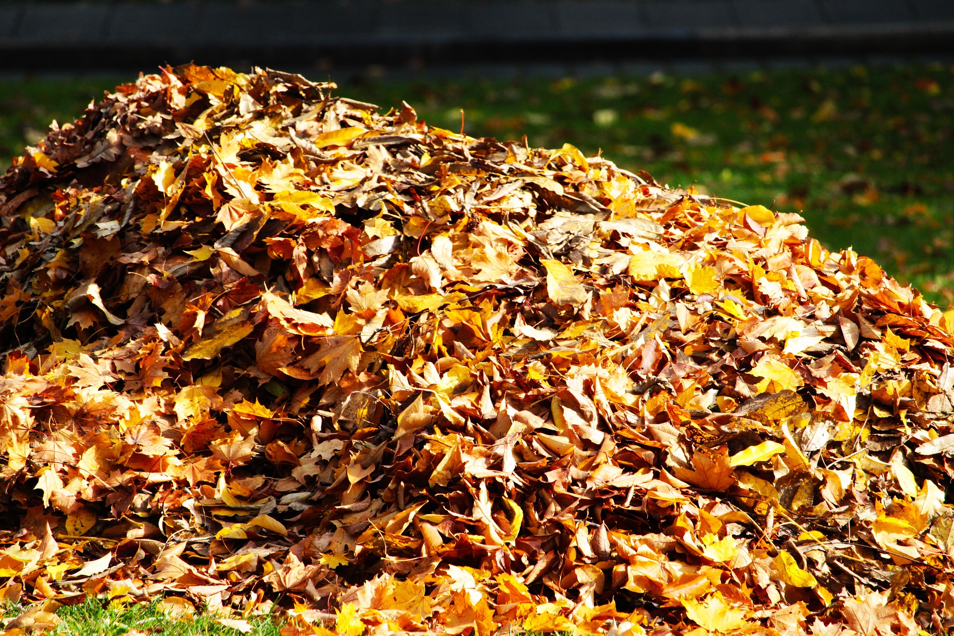 autumn-leaves-g0732c94d6_1920